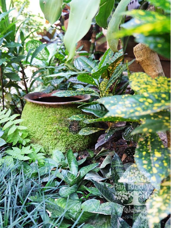Pan Kled Villa Eco Hill Resort - Sha Extra Plus Chiang Rai Ngoại thất bức ảnh