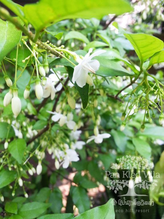 Pan Kled Villa Eco Hill Resort - Sha Extra Plus Chiang Rai Ngoại thất bức ảnh